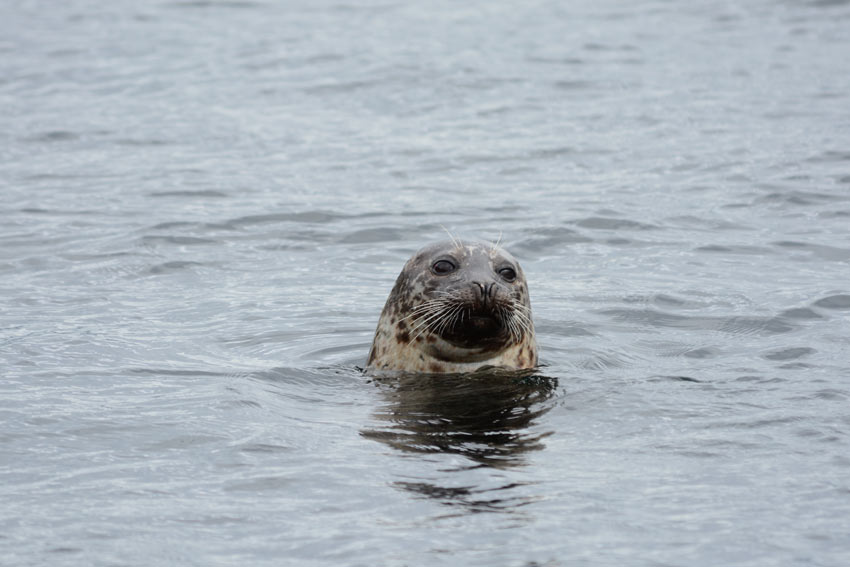 A common seal